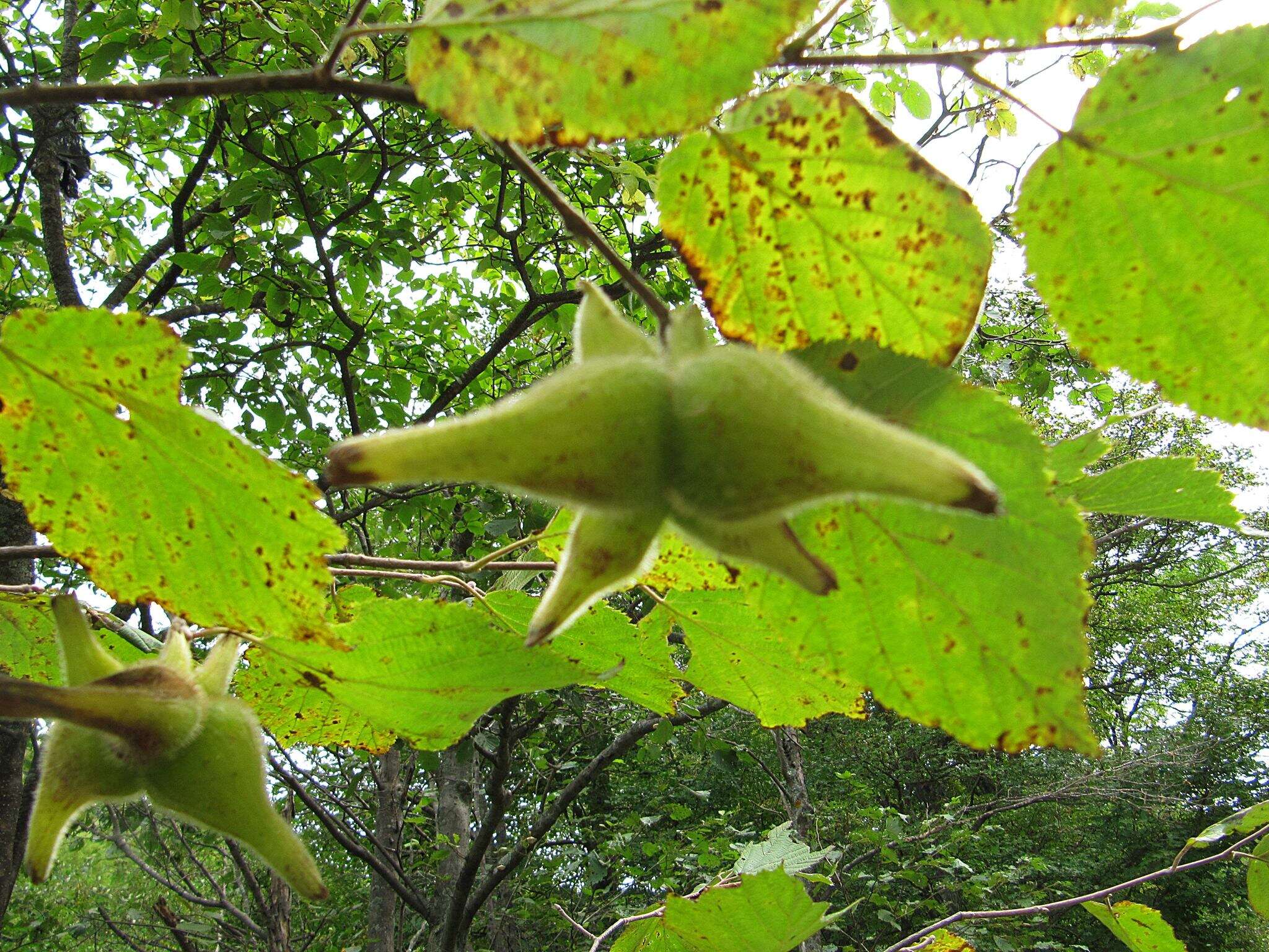 Image of Corylus sieboldiana var. mandshurica (Maxim.) C. K. Schneid.