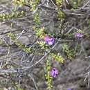 Image of Eremophila parvifolia subsp. auricampa