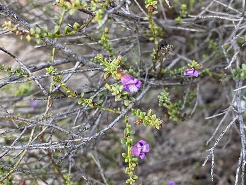 Image of Eremophila parvifolia subsp. auricampa