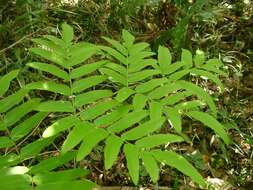 Image of Osmunda japonica Thunb.