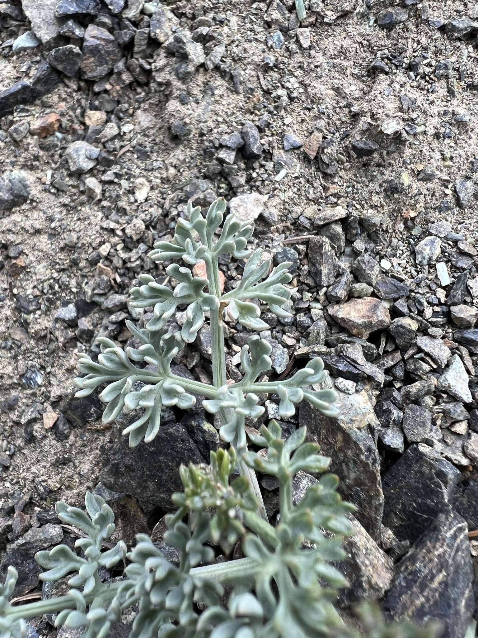 Imagem de Lomatium cuspidatum (Coult. & Rose) Mathias & Constance