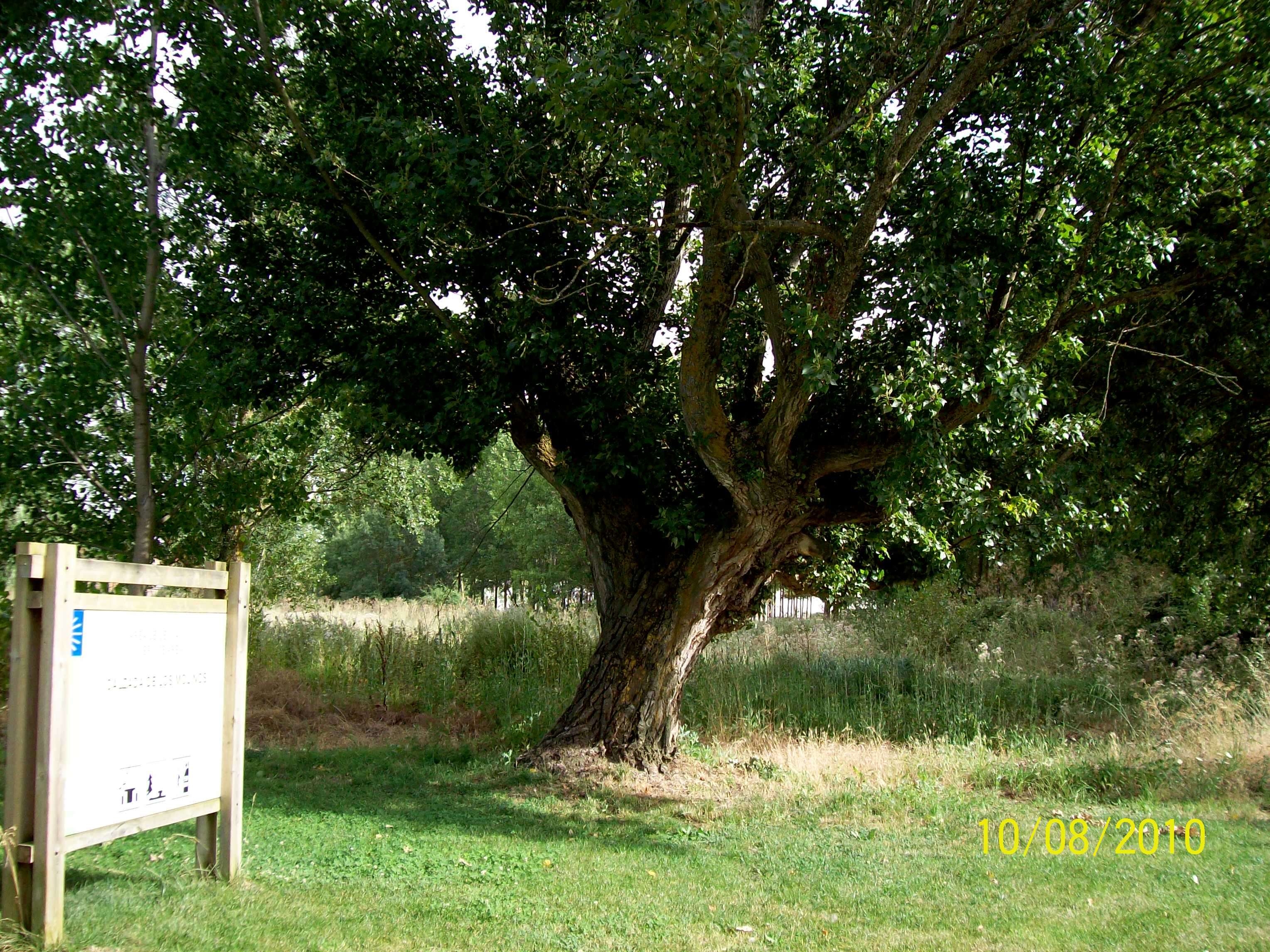 Image of Black Poplar