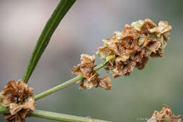 Rumex californicus Rech. fil. resmi