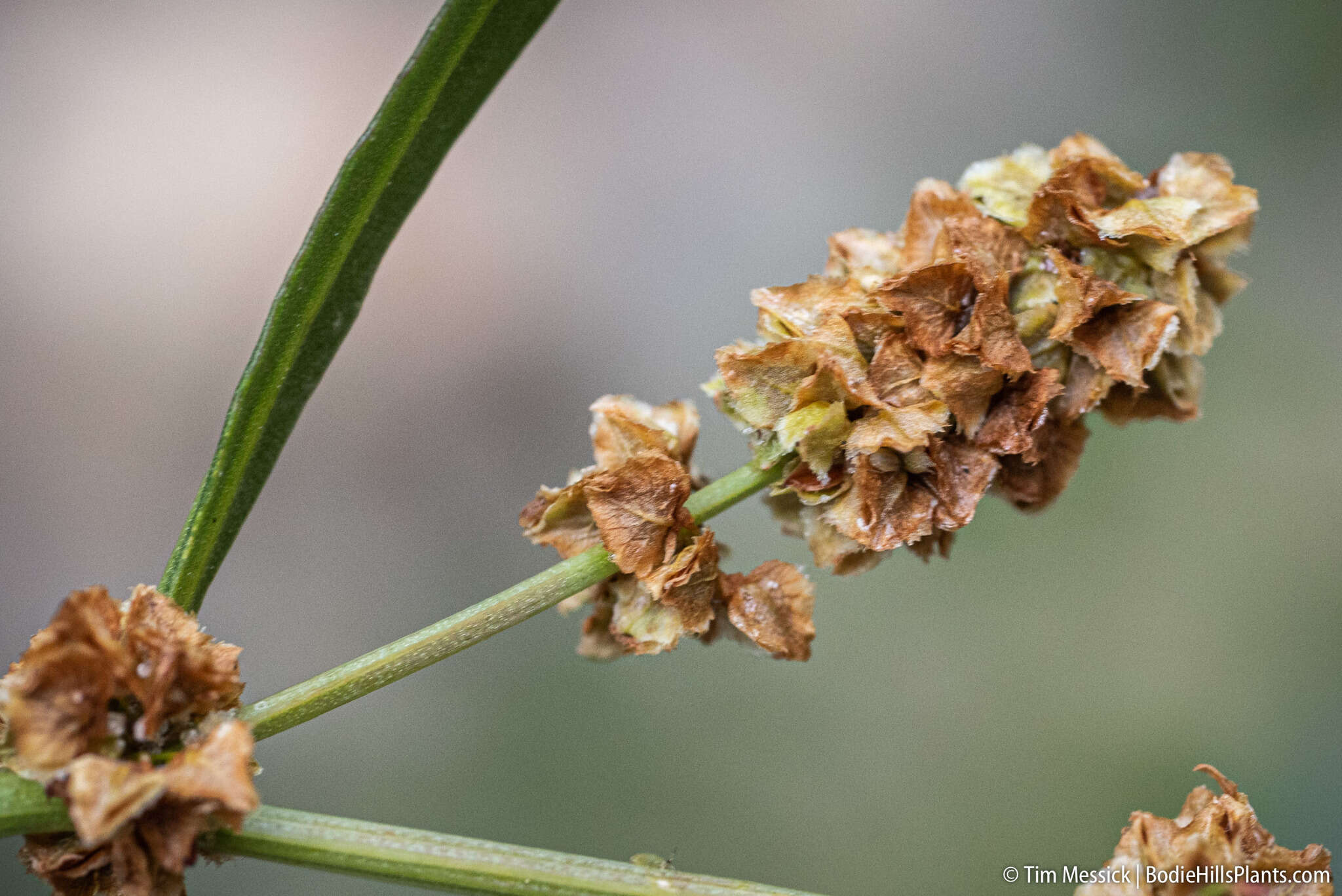 Rumex californicus Rech. fil. resmi