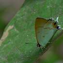 Image of Hypolycaena thecloides (Felder 1860)