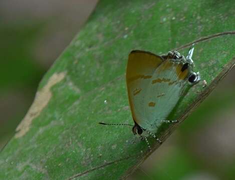 Слика од Hypolycaena thecloides (Felder 1860)