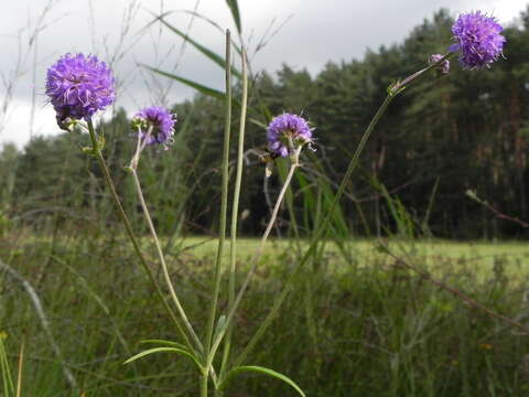 Image of Devil’s Bit Scabious