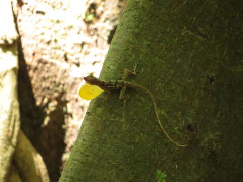 Image of Many-scaled Anole