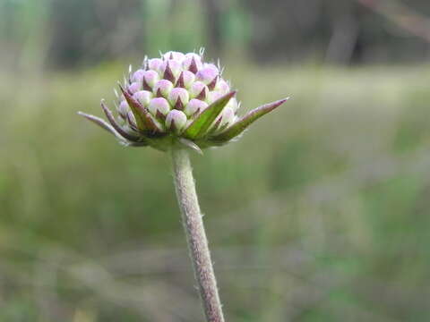 Image of Devil’s Bit Scabious