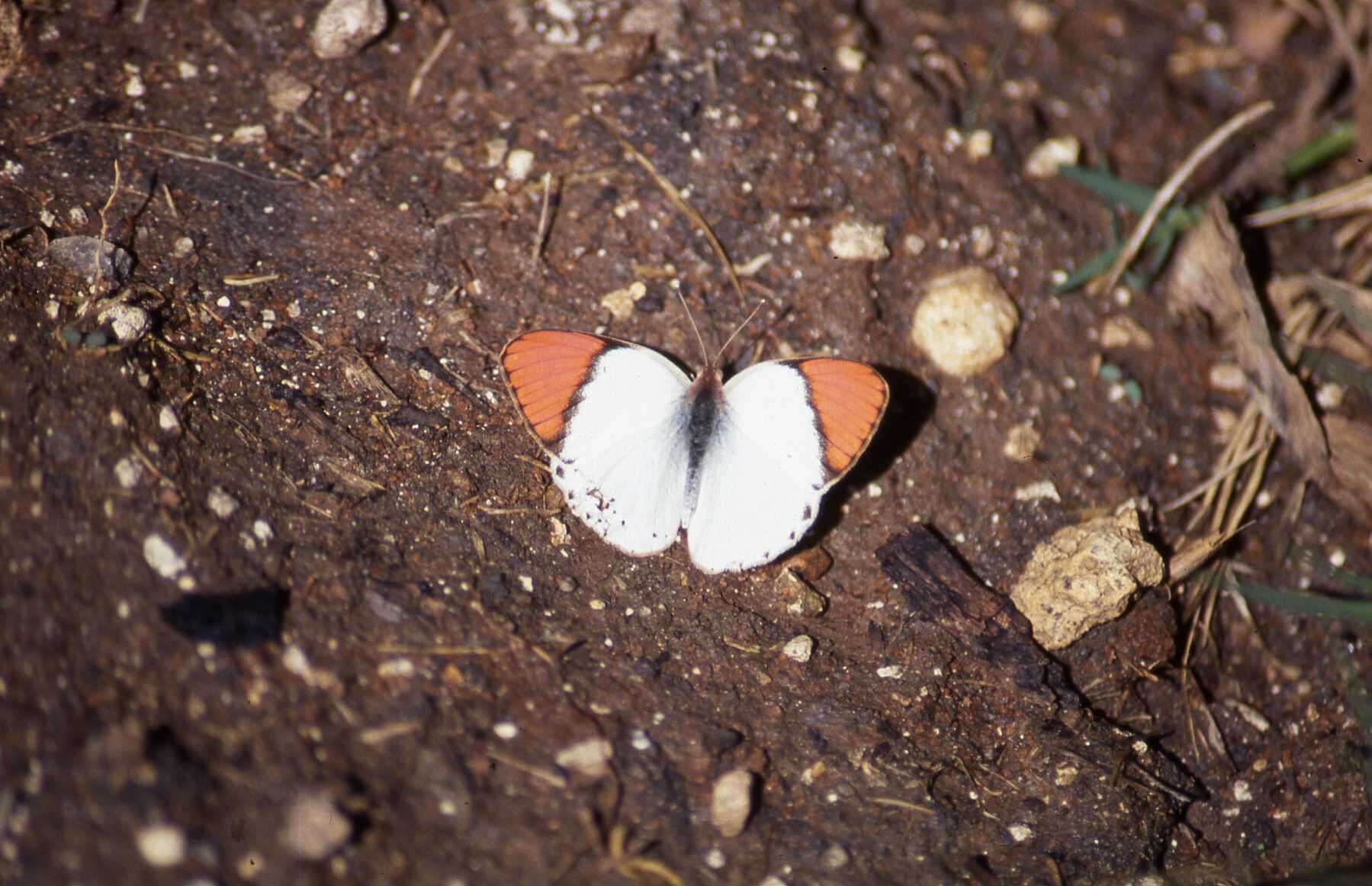 Image of <i>Colotis annae</i>