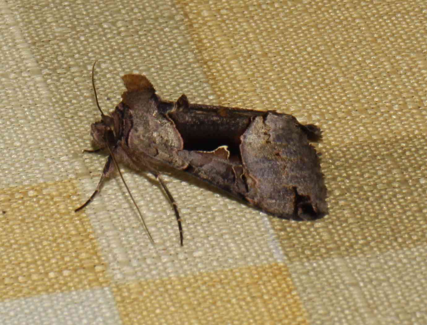 Image of Large Looper Moth, Broken-banded Y