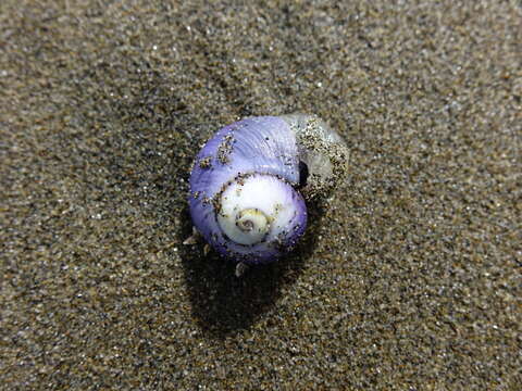 Image of bubble raft shell