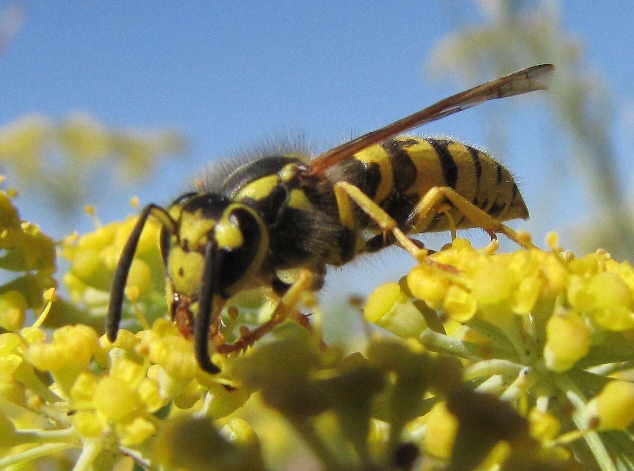 Sivun Vespula pensylvanica (de Saussure 1857) kuva