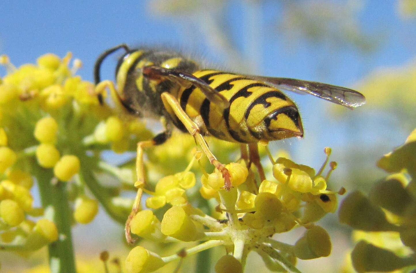 Sivun Vespula pensylvanica (de Saussure 1857) kuva