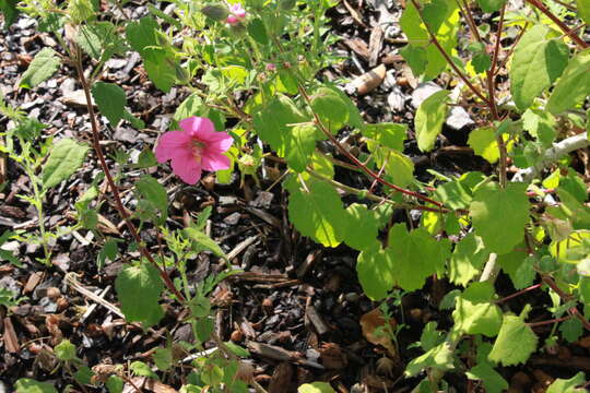 Image of Honey-bellied Agapostemon