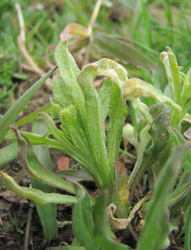 Image of Hyaloperonospora berteroae