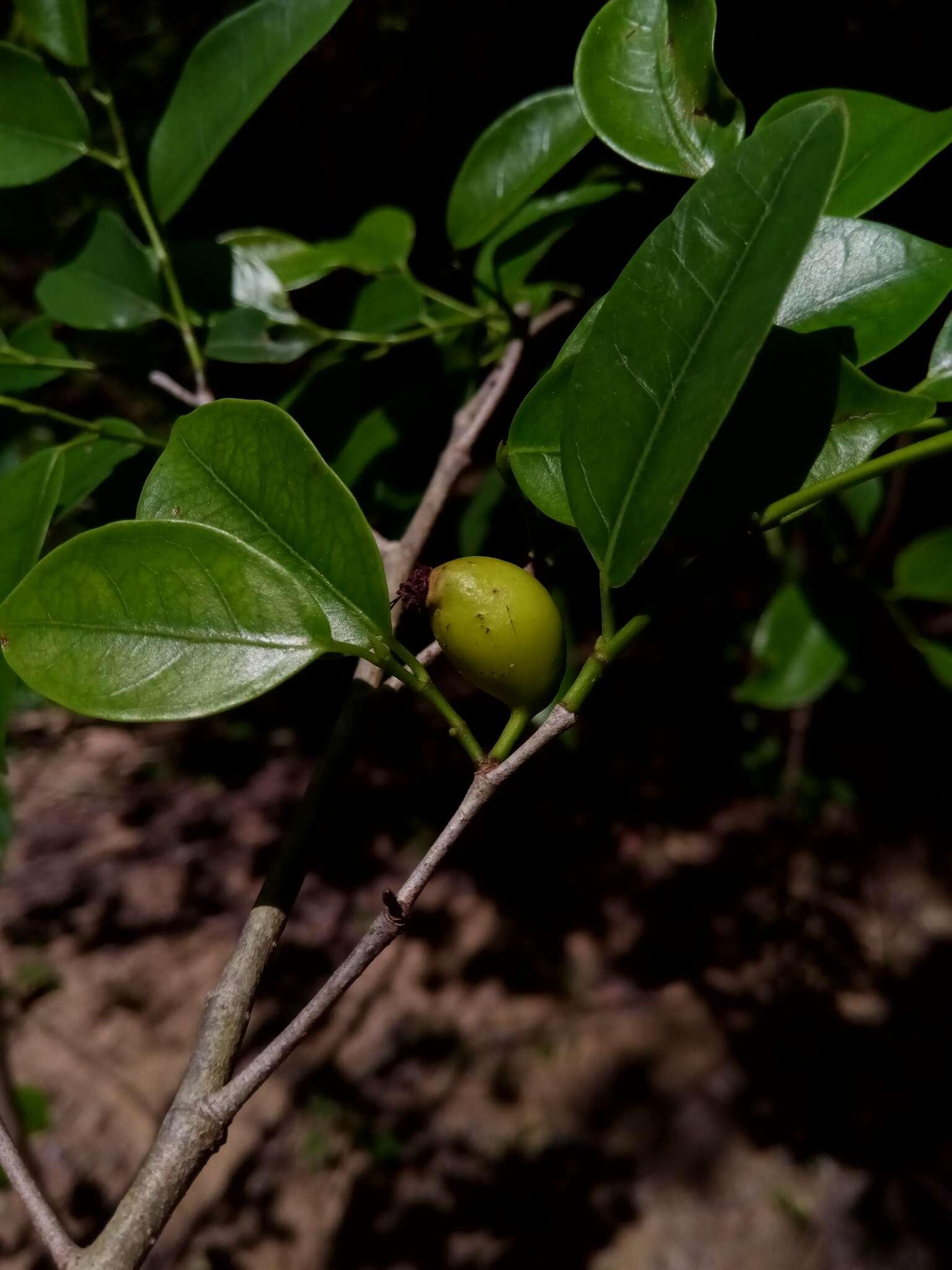 Слика од Streblus dimepate (Bur.) C. C. Berg