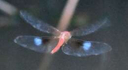 Image of Coral-tailed Cloud Wing
