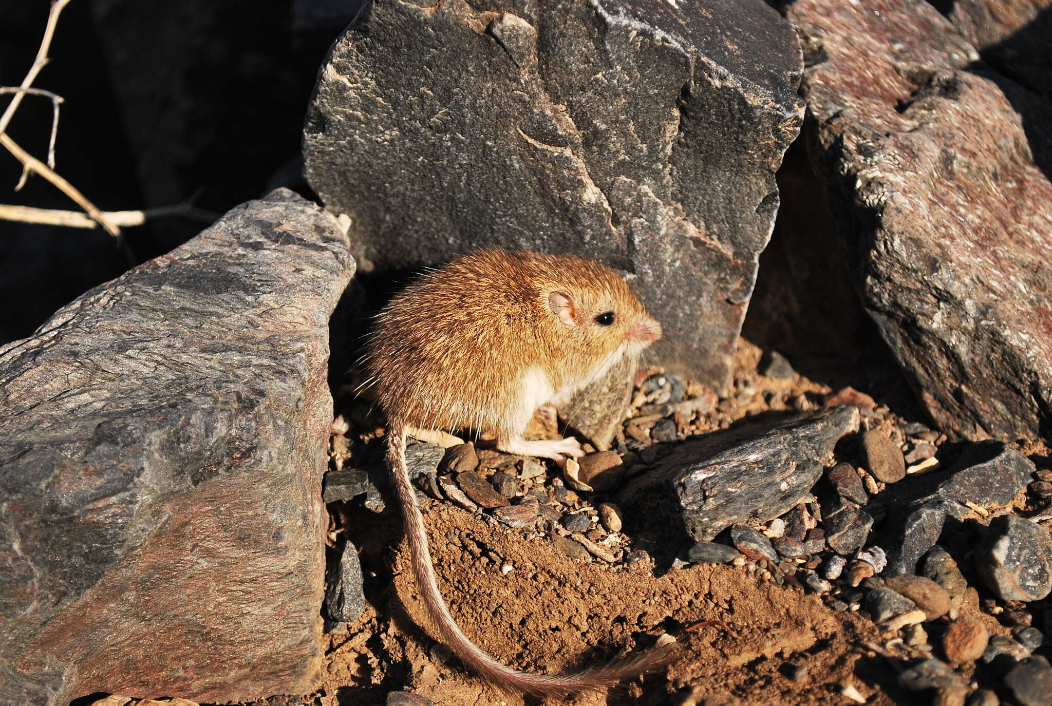 Imagem de Peromyscus fraterculus (Miller 1892)