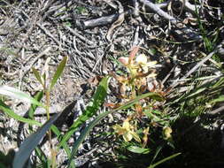 Image of Wachendorfia paniculata Burm.