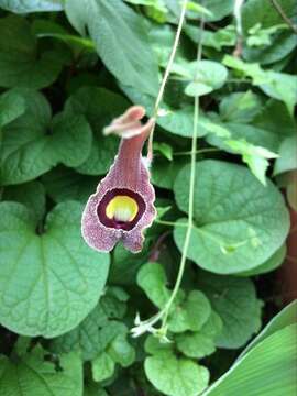 Image of Aristolochia foetida Kunth