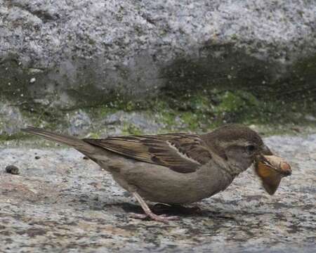 Image of Italian Sparrow