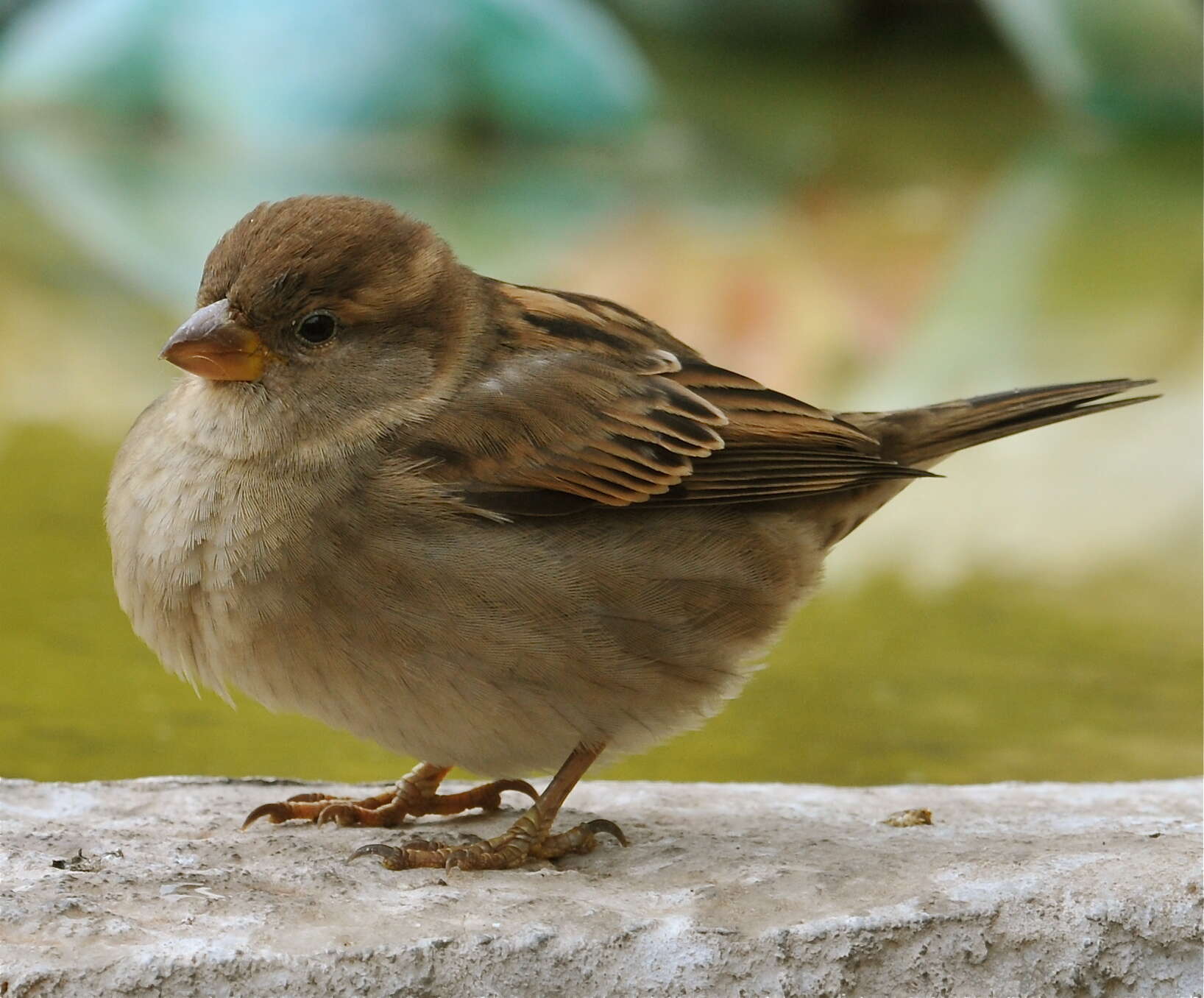 Image of Italian Sparrow