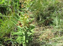 Schizoglossum bidens subsp. bidens的圖片