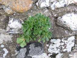 Image of lilacbush