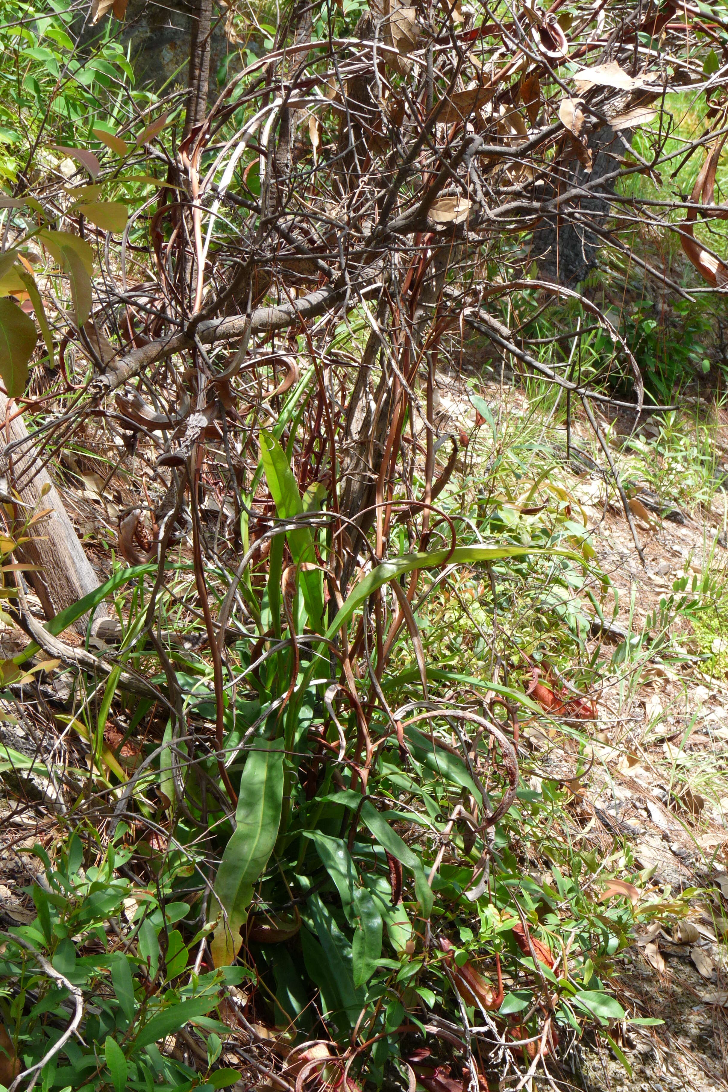 Imagem de Nepenthes holdenii Mey