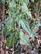 Image of Teucrium bidentatum Hemsl.