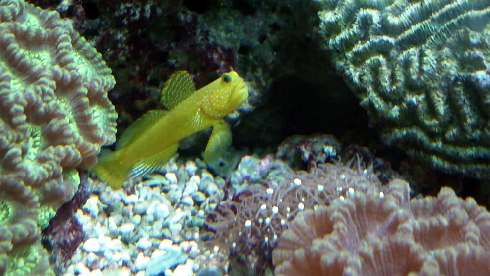 Image of Yellow prawn-goby