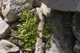 Image of Capitan Mountains alumroot