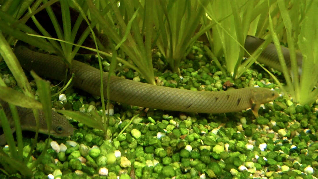 Image of Gray bichir