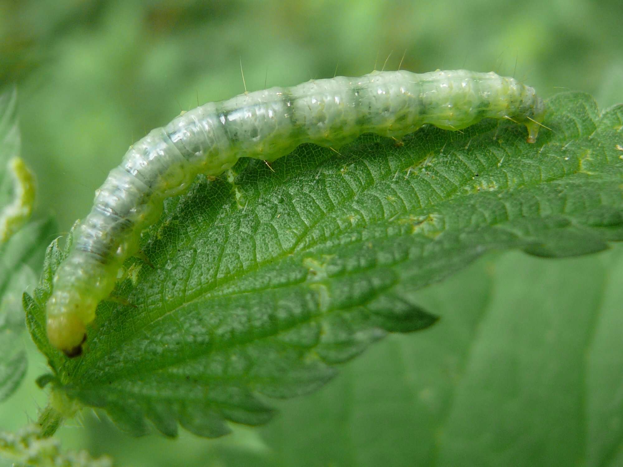 Слика од Anania hortulata