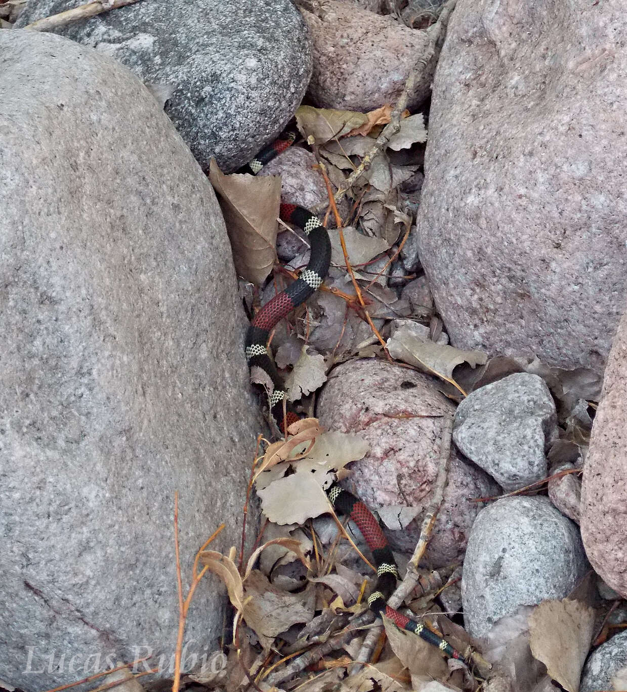 Image of Argentinian Coral Snake