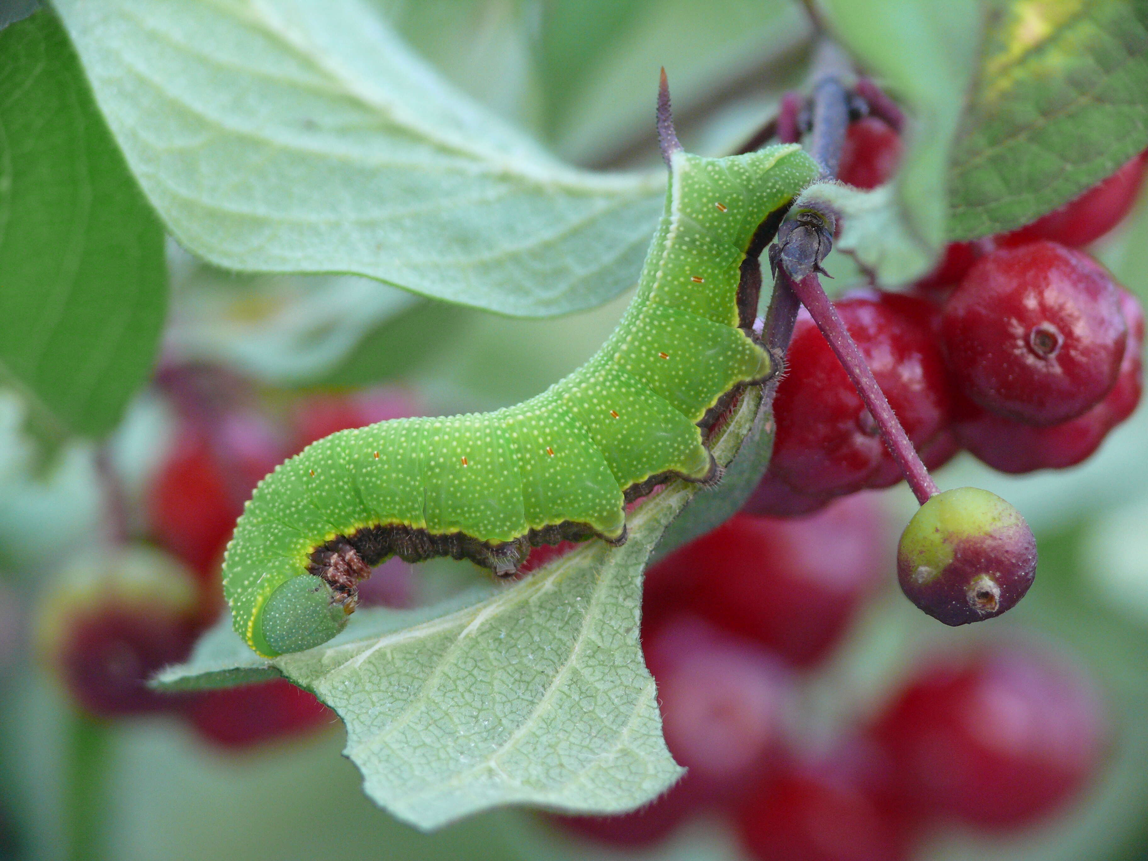 Image of broad-bordered bee hawk-moth