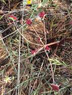 Image of butte desertparsley