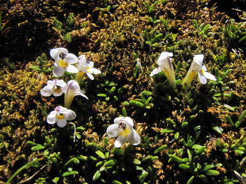 Imagem de Euphrasia integrifolia Petrie