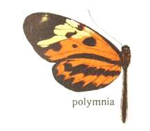 Imagem de Mechanitis polymnia Linnaeus 1758