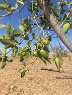 Image of Leptadenia madagascariensis Decne.