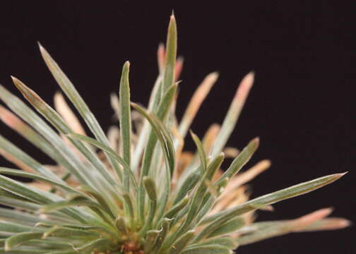 Image of Stylidium arenicola Carlq.