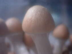 Image of Psilocybe cubensis (Earle) Singer 1948