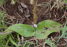 Image of Satyrium longicauda var. jacottetianum (Kraenzl.) A. V. Hall