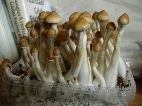 Image of Psilocybe cubensis (Earle) Singer 1948