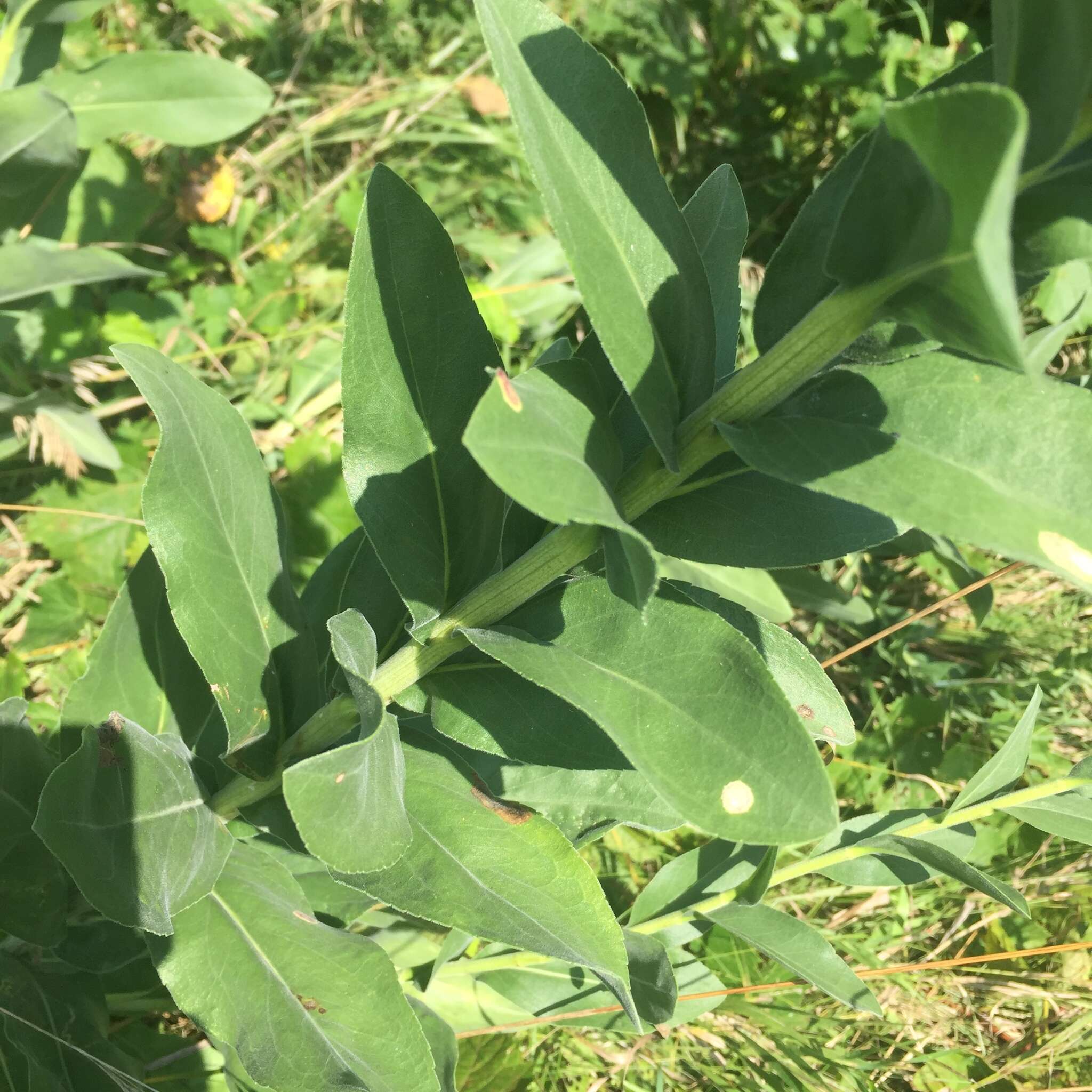 Слика од Solidago rigida L.