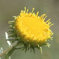 Image of Curly-cup gumweed