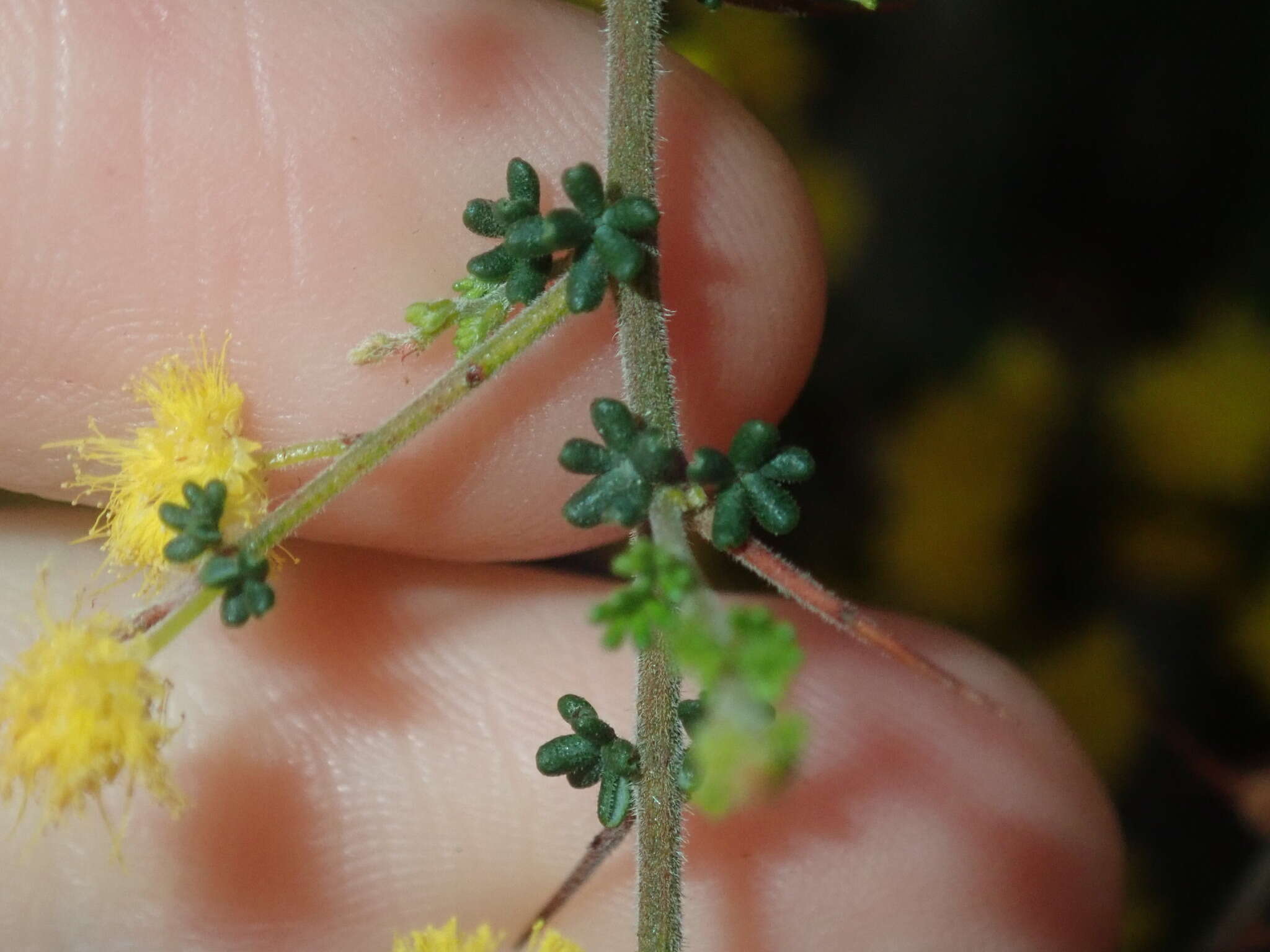 Image of Acacia lasiocarpa Benth.