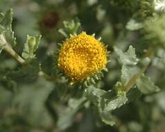 Image of Curly-cup gumweed