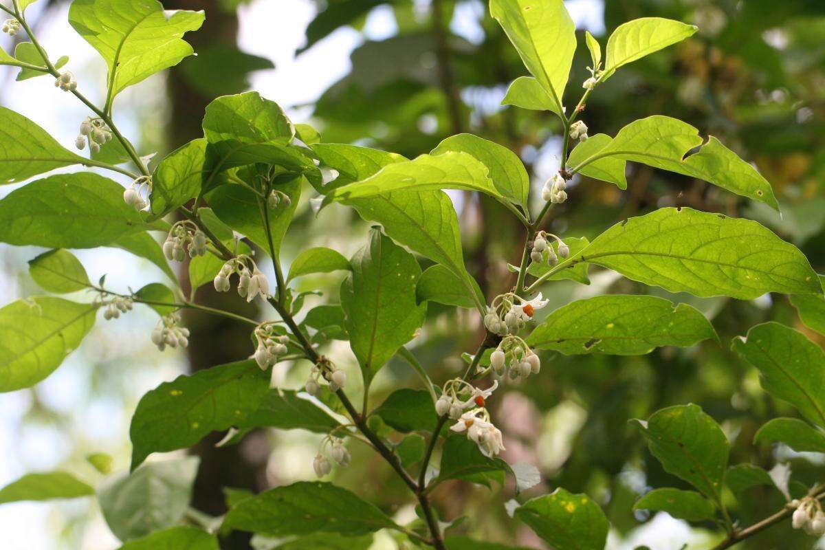 Image of Solanum leucocarpon Dun.